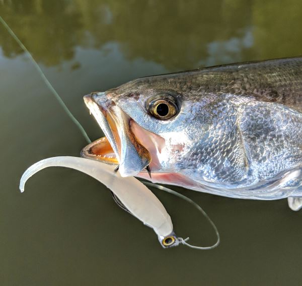 The Texas Rig, Reimagined for Redfish Z-Man's® free-swinging Texas Eye™  Jighead sheds snags, activates ElaZtech®